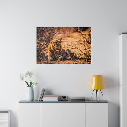 Poster image of an adult lion lying on sandy ground among dry bushes in warm sunlight.