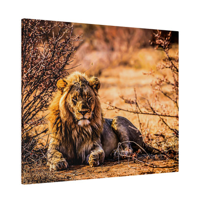 Adult male lion with a dark mane lies on dusty ground among dry bushes in a sunlit savannah.