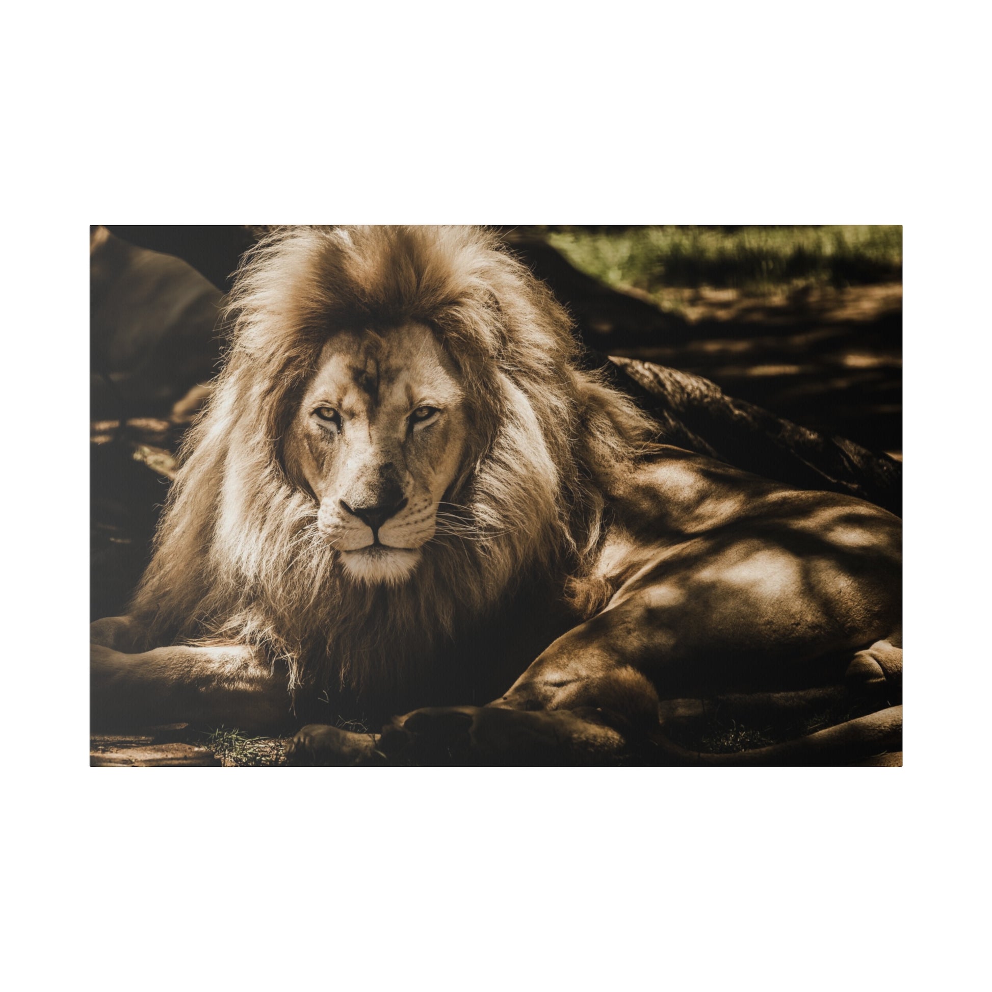 An adult male lion with a thick golden mane lying down in a shaded, dappled-light area.