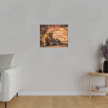Small wall art print of a lying lion with a golden mane in warm savannah tones.