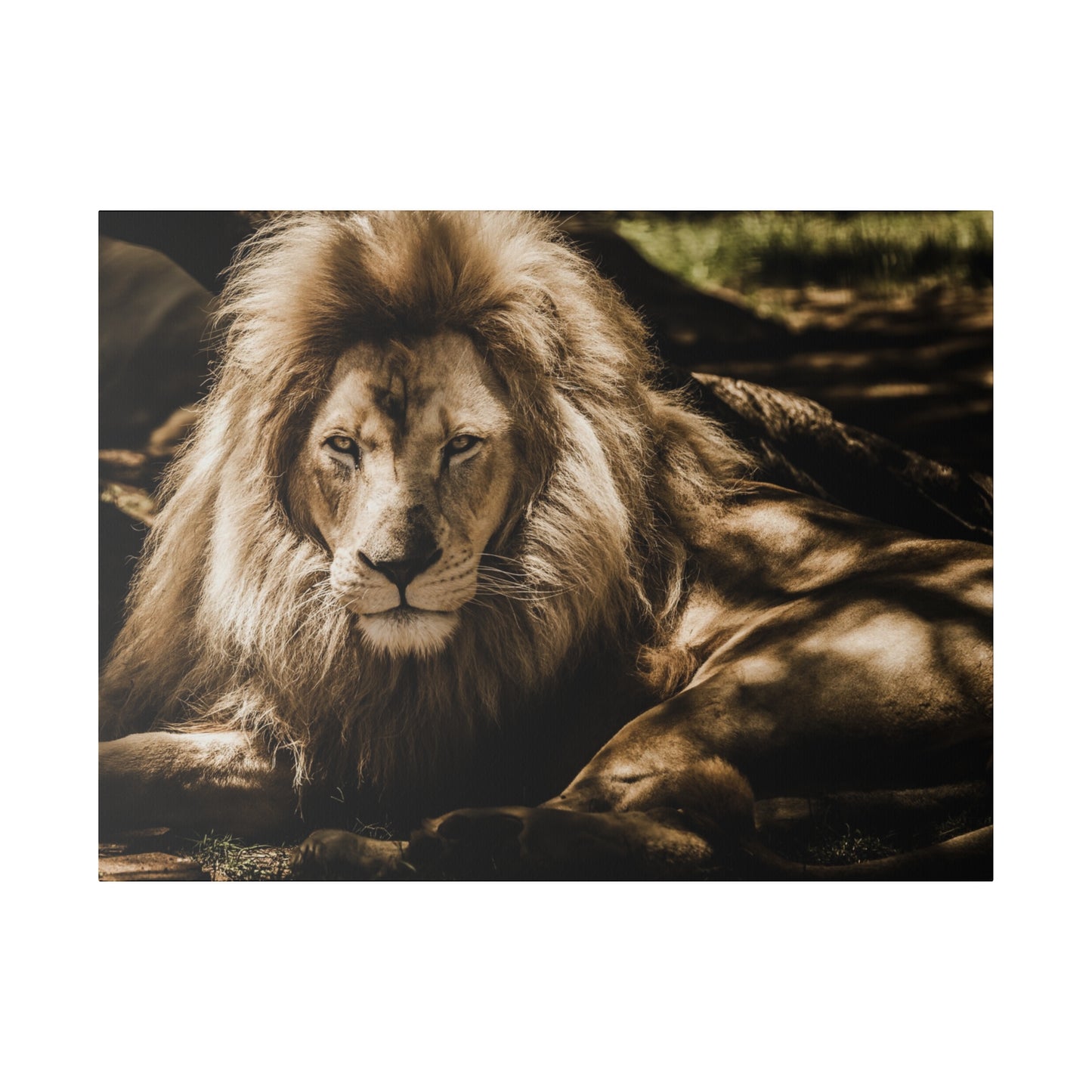 The splendor of a lion’s mane is on full display as it rests in the shade, embodying the essence of wild beauty.