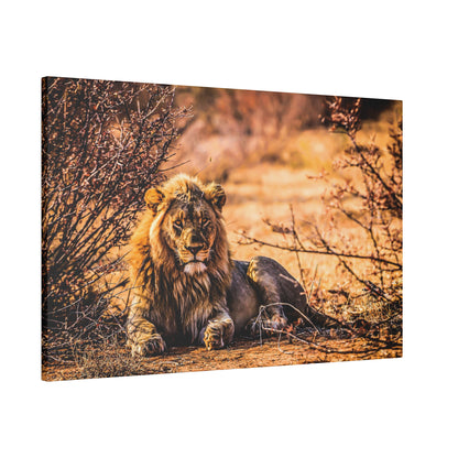 An adult male lion with a mane lies on dry ground among sparse bushes in a sunlit savannah.