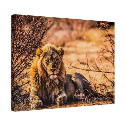 Adult male lion with a mane lying on the ground among dry bushes in a sunlit savannah.