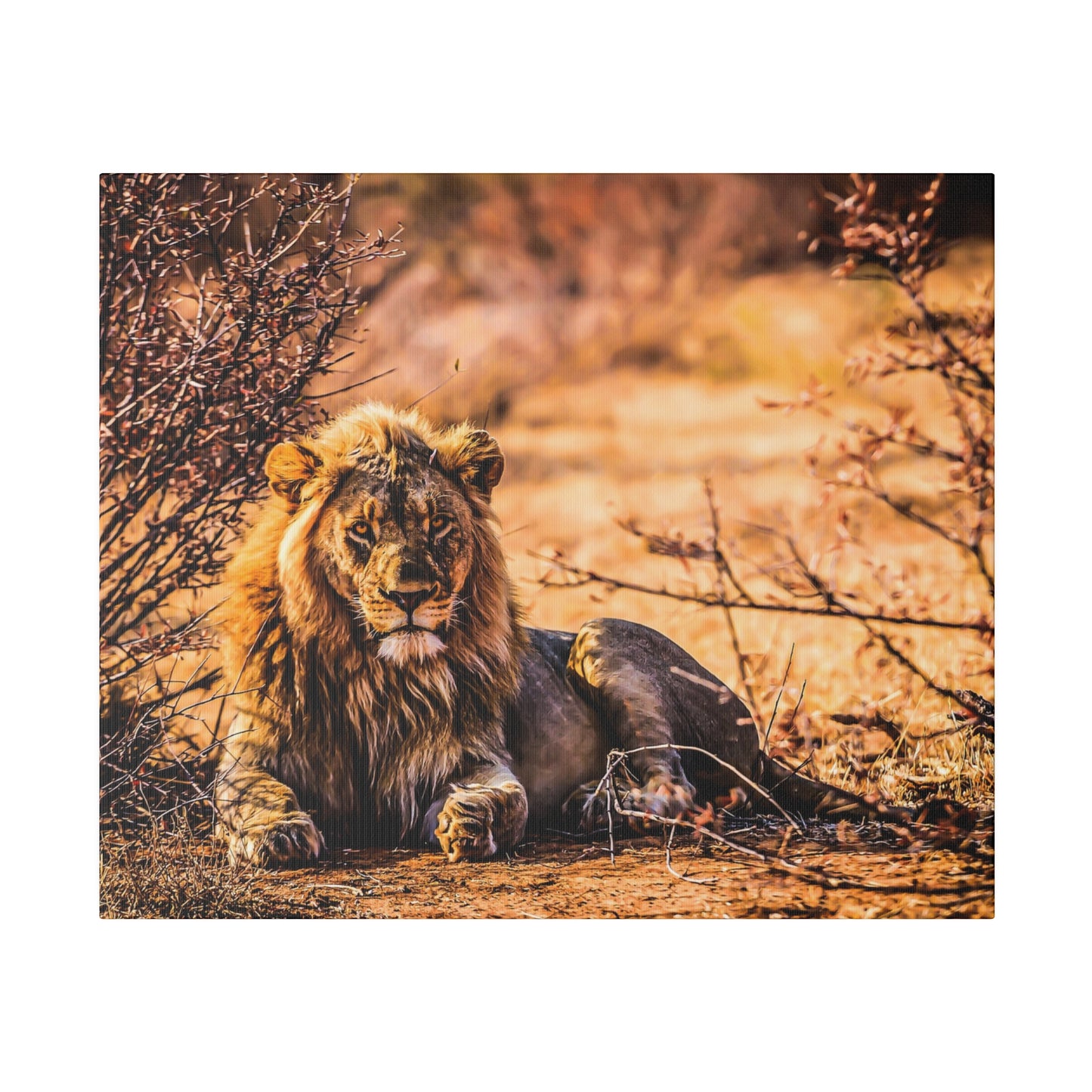 A lion resting in the sunlit savannah, with dry bushes around. The warm sunlight highlights the lion's majestic mane and serene presence.