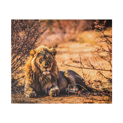 An adult male lion with a thick mane lies on dry, dusty ground surrounded by orange-brown brush.