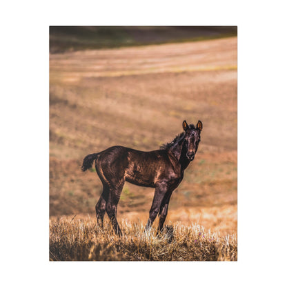 A dark brown foal stands in a dry grassy field with rolling hills in the background.