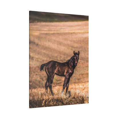 A dark brown foal stands in a dry grassy field with rolling hills blurred in the background.