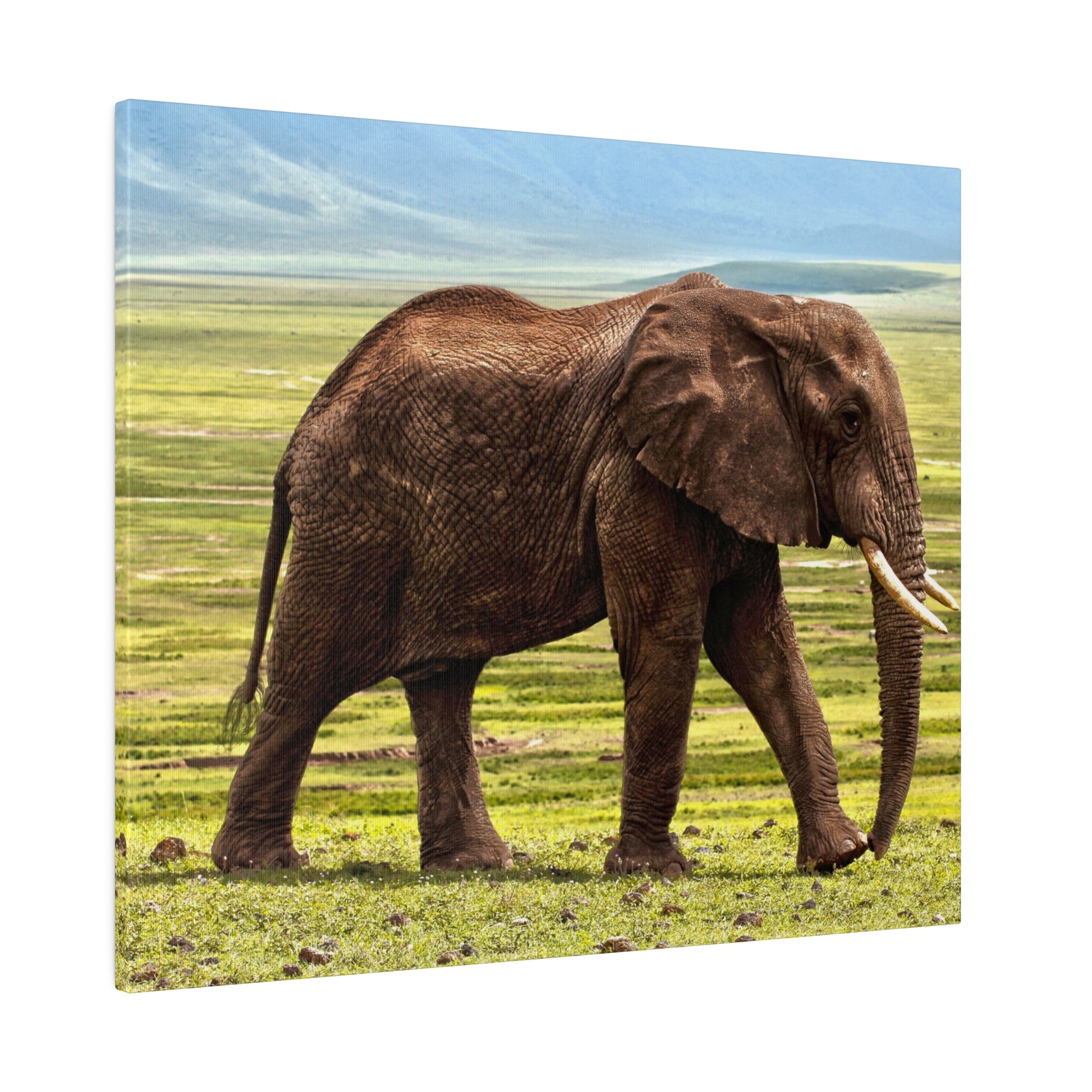 Adult African elephant with brown-gray wrinkled skin and tusks standing in grassy savanna under a blue sky.