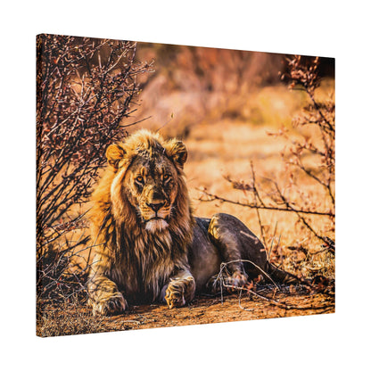 A male lion with a thick mane lies on the dusty savannah among dry bushes, facing the camera.