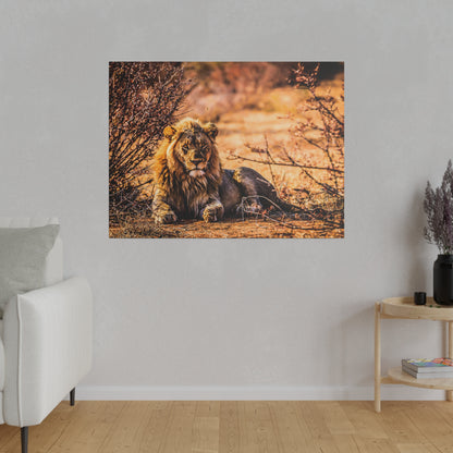 A lion with a mane lies on sandy ground among orange-toned savanna and dry bushes.