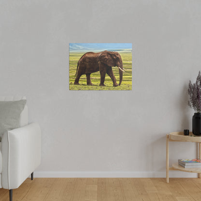 Framed photograph of a brown African elephant walking across a grassy savanna, mounted on a gray wall.