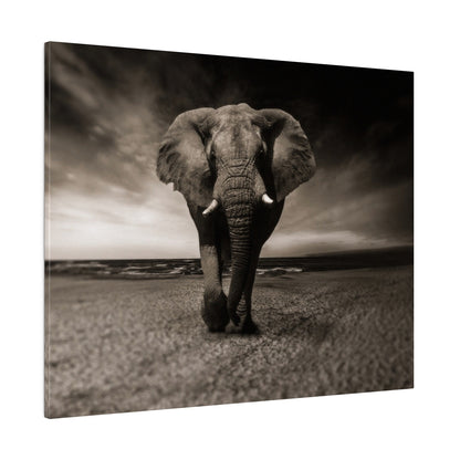 Black-and-white photo of a large elephant walking toward the camera on a sandy beach.