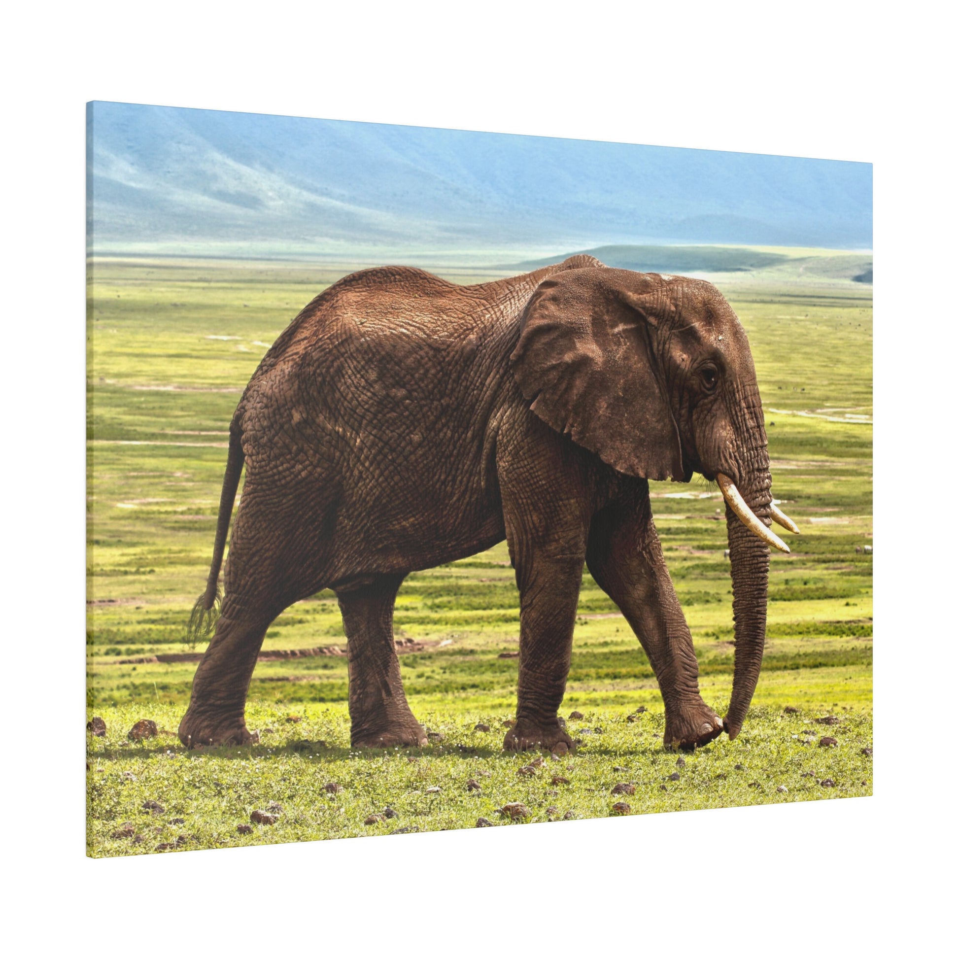 An adult brown elephant with long tusks walking across a grassy savanna under a blue sky.