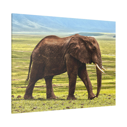 An adult brown elephant with long tusks walking across a grassy savanna under a blue sky.