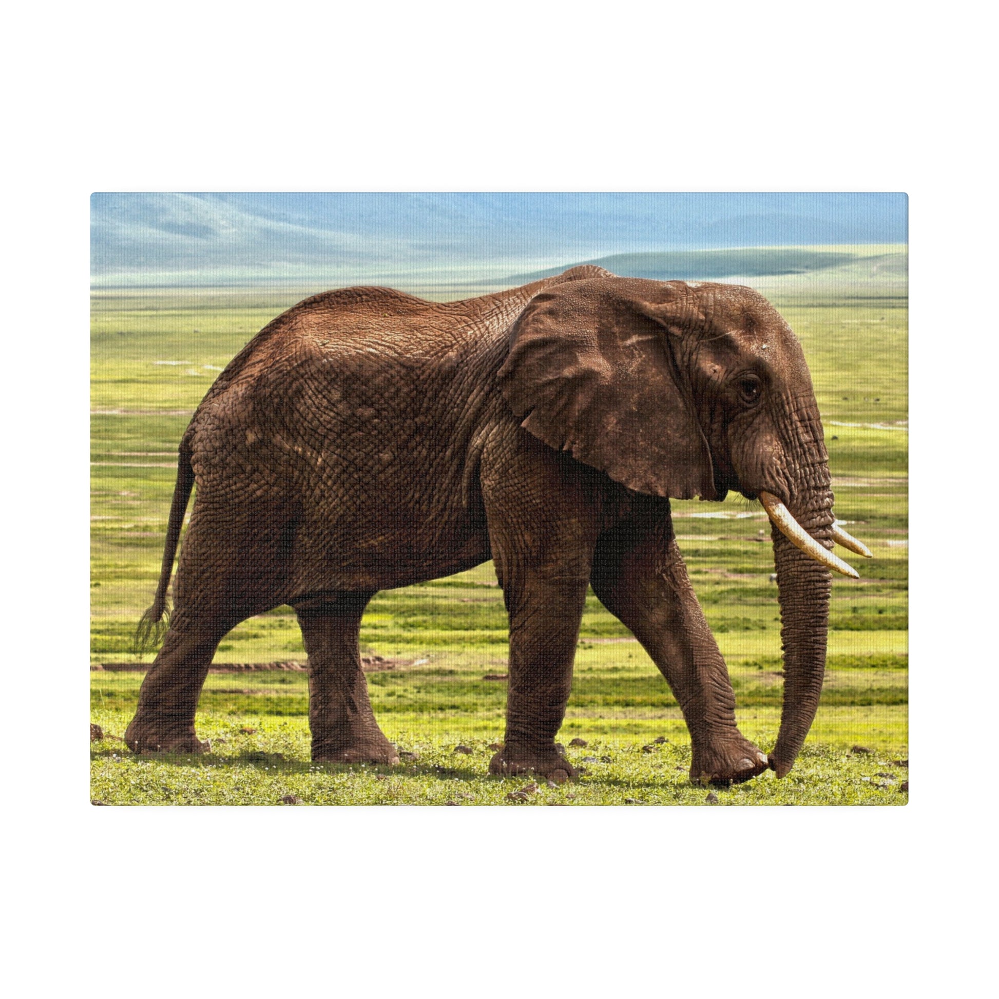 Full-body view of a brown African elephant with long tusks walking on grassland under a blue sky.