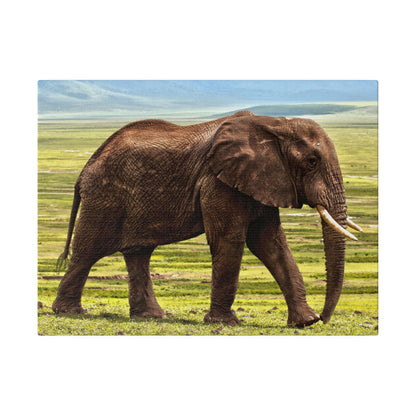 Full-body view of a brown African elephant with long tusks walking on grassland under a blue sky.