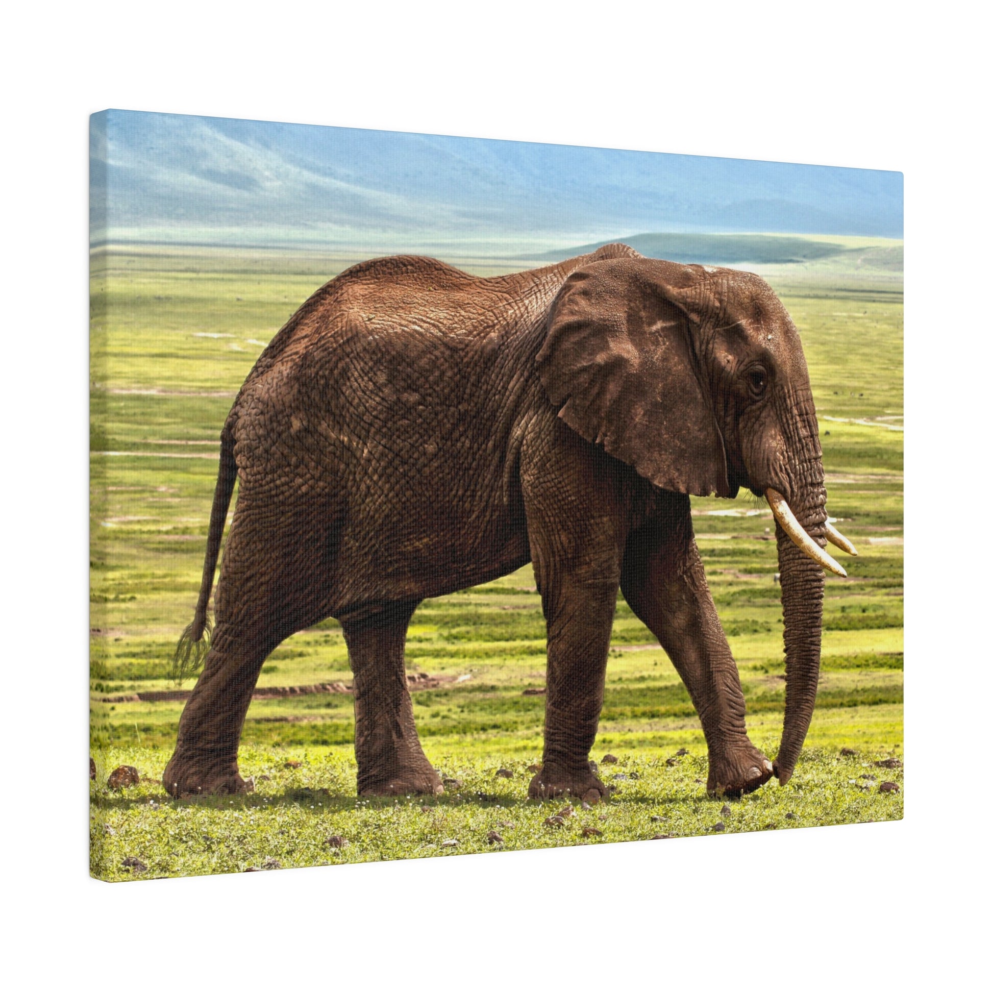 Brown elephant with tusks standing in a grassy savanna, depicted on a square canvas wall art.