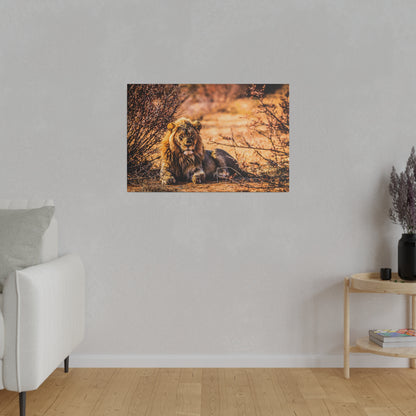 Framed photograph of a lion resting on the dry savannah brush, bathed in warm golden light.