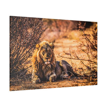 An adult male lion with a mane resting on dry ground among shrubs in a sunlit savanna.