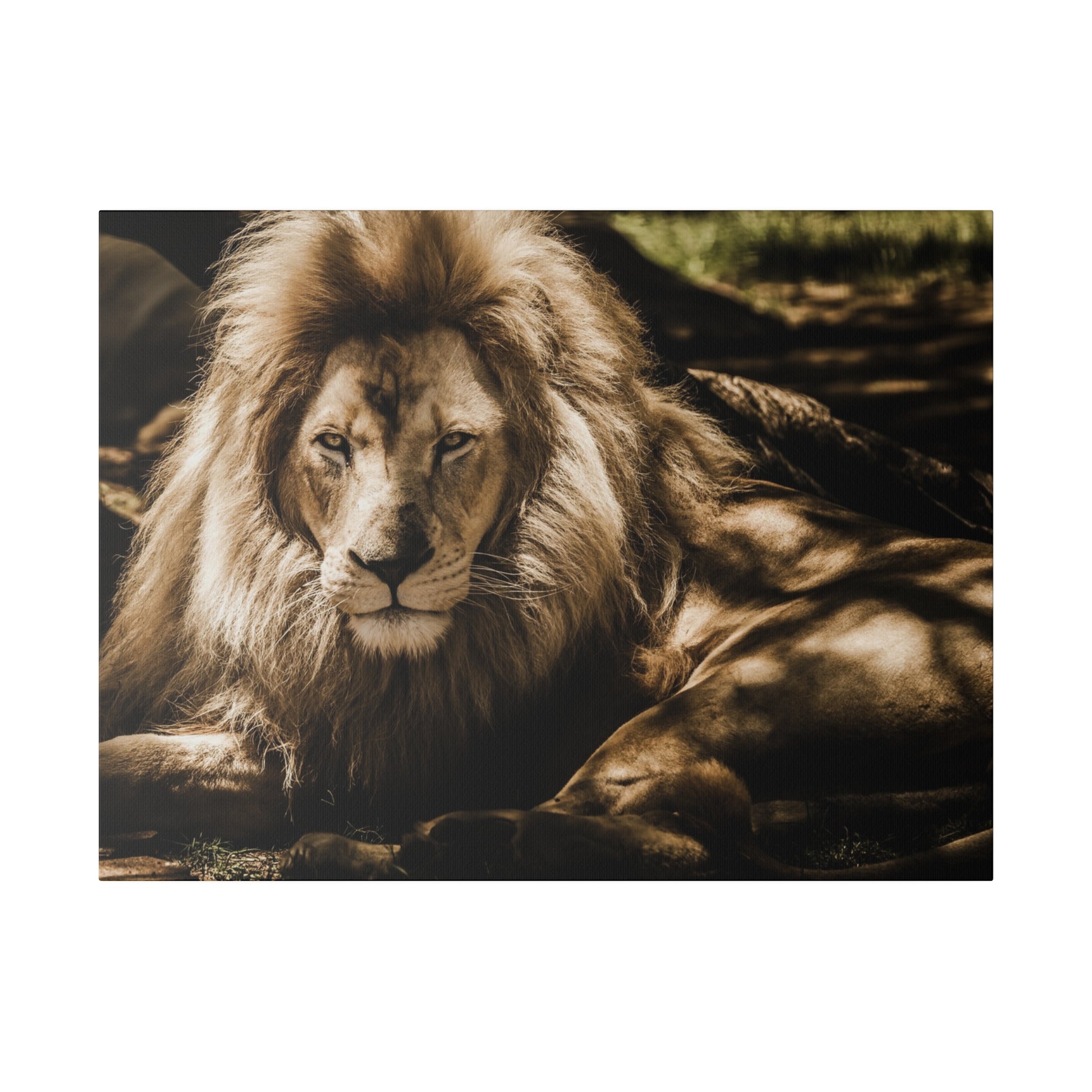 A tawny male lion lying on the ground with a full, thick mane framing its face.