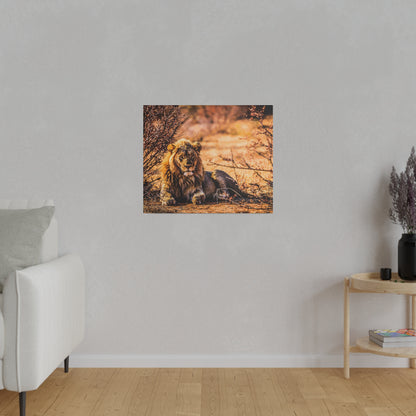 Square wall art print depicting a lion resting on an orange‑brown savanna with dry bushes.