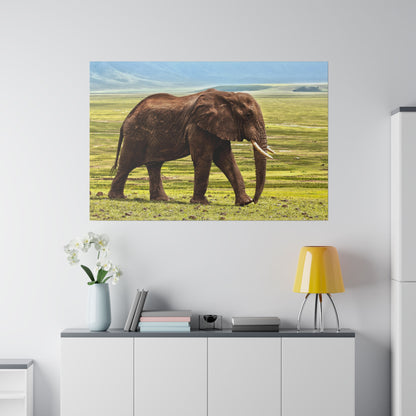 Brown adult elephant walking across a grassy savannah with a blue sky and distant hills.
