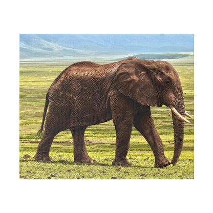 Adult African elephant standing in a grassy savanna, showing brown wrinkled skin and curved tusks.