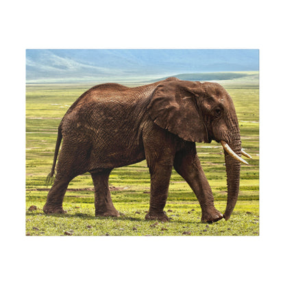 Adult African elephant with large tusks walking across a grassy savannah under a blue sky.