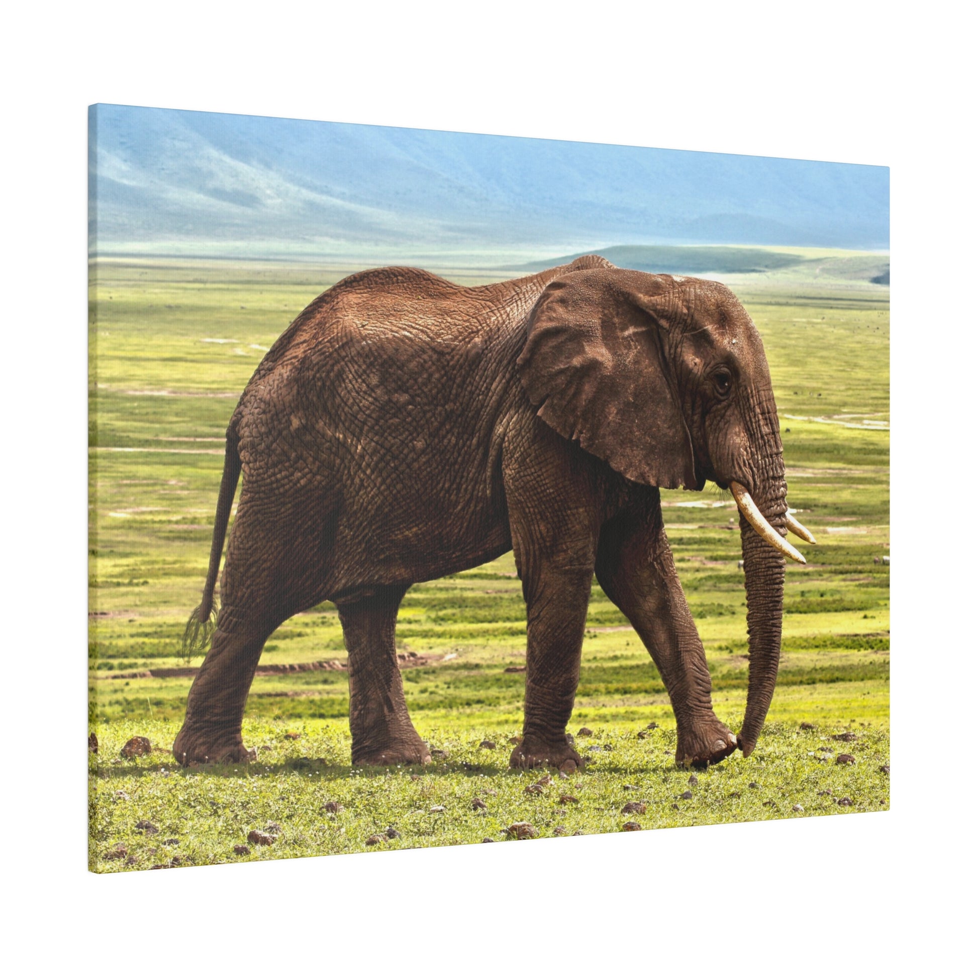 Photograph of a brown adult African elephant standing in a grassy savannah with distant mountains on the horizon.