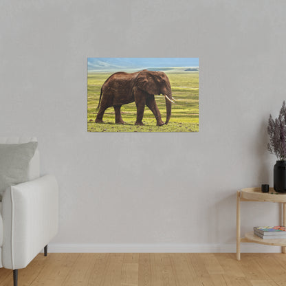 Framed photo of a brown African elephant walking across a grassy savanna under a blue sky.