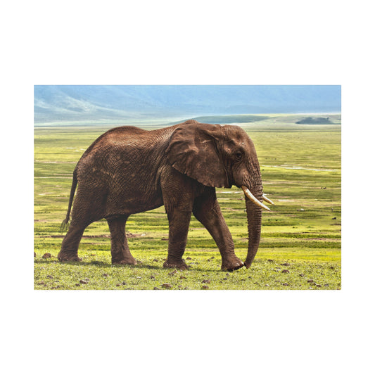 Adult brown African elephant walking across a grassy savannah with visible tusks and wrinkled skin.