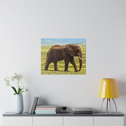 Canvas print of a brown elephant with tusks walking across a grassy plain, mounted on a light-gray wall.
