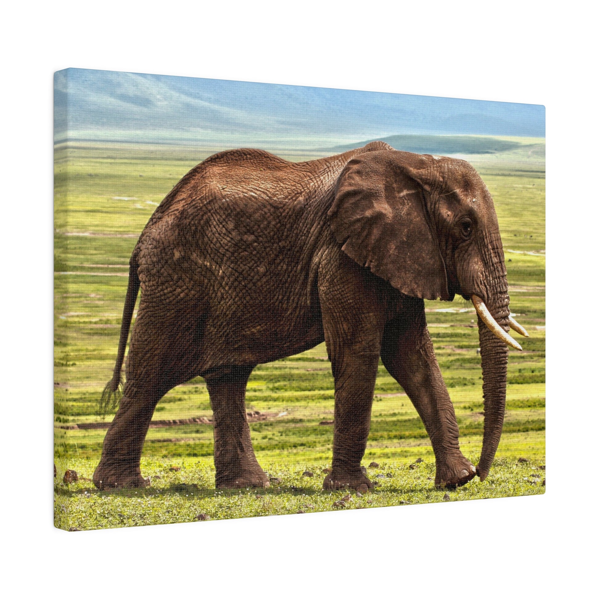 Brown African elephant with visible tusks standing in a grassy savanna under a blue sky.