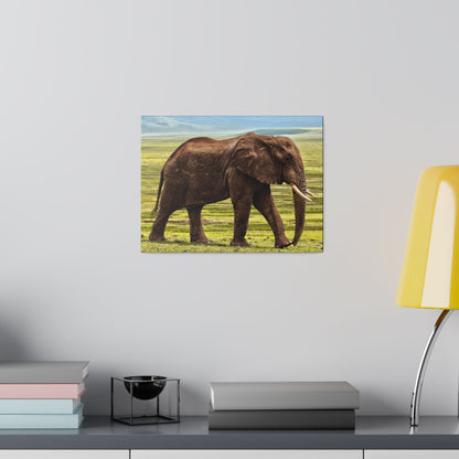 Brown African elephant walking on a grassy savannah with a blue sky, mounted as a canvas print on a gray wall.