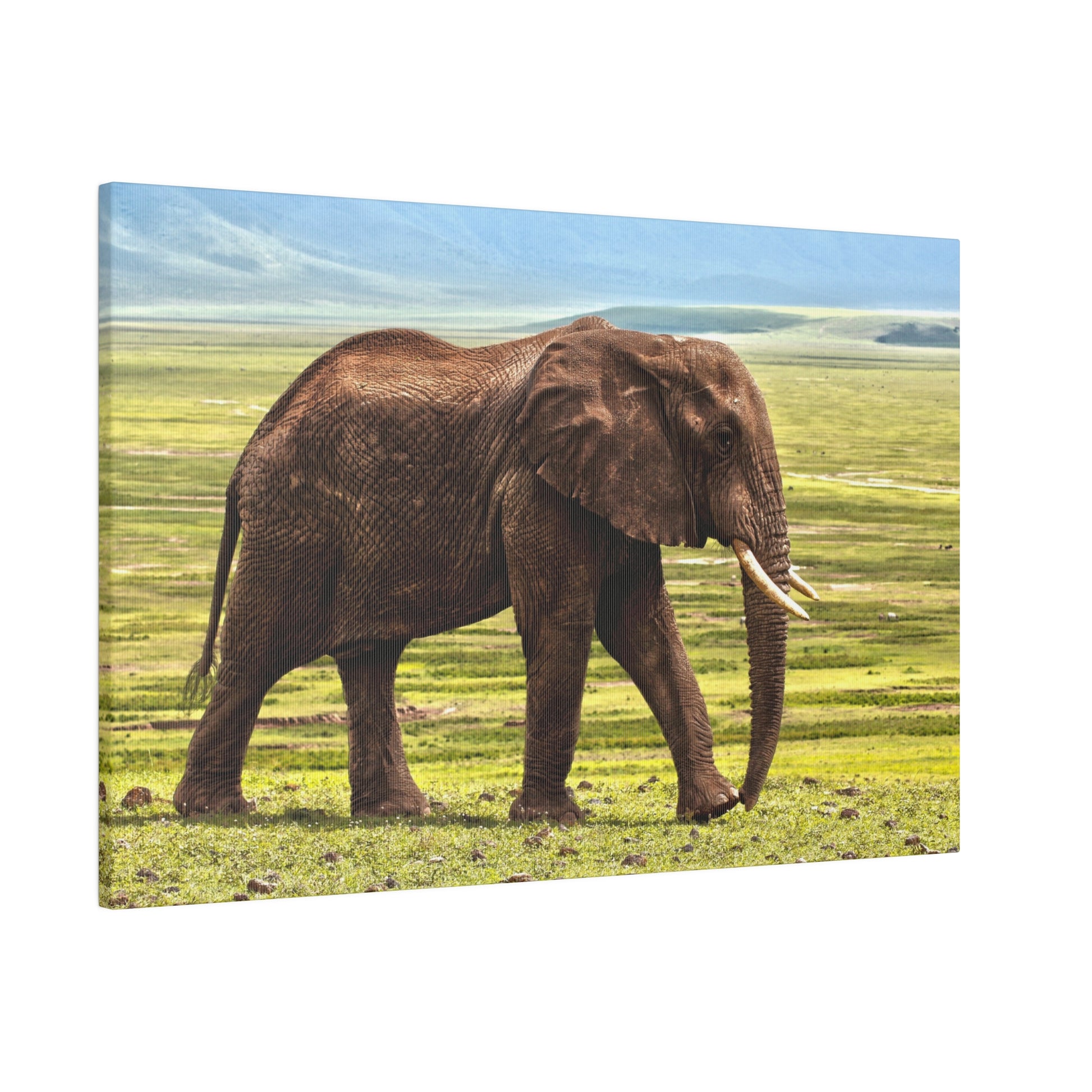 Brown African elephant walking across a grassy savanna with a blue sky in the background.