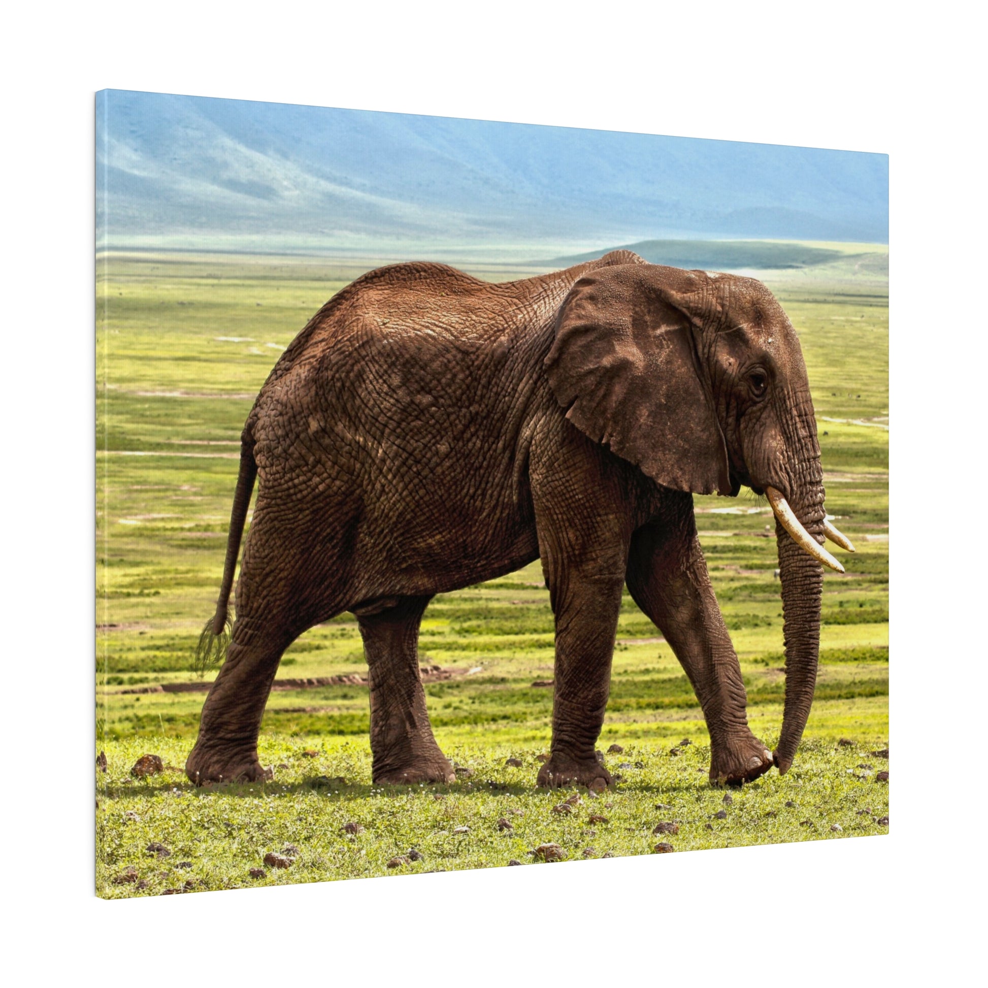 A brown African elephant stands in a grassy savanna with a blue sky behind it.
