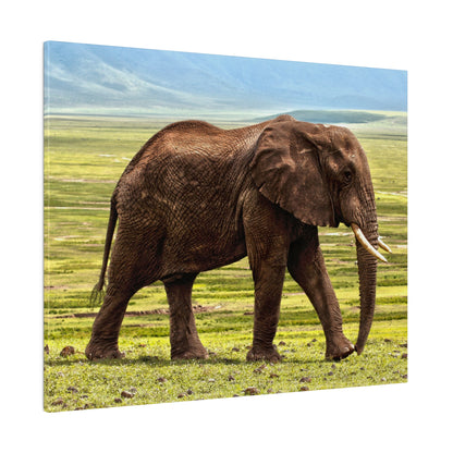 A brown African elephant stands in a grassy savanna with a blue sky behind it.