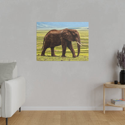 Brown African elephant with tusks walking across a grassy savannah under a blue sky.
