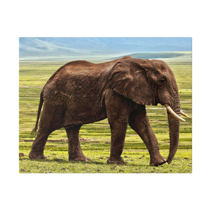 A large adult elephant with dark gray-brown skin and long ivory tusks standing in a grassy savanna.