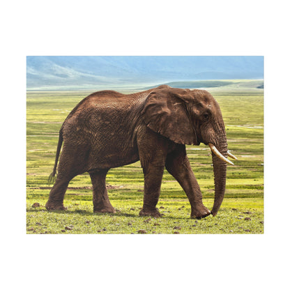 Adult brown elephant with long tusks walking across green savannah grassland.