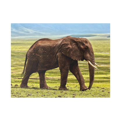 Brown African elephant with long tusks walking across a grassy savanna under a blue sky.