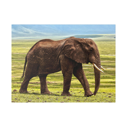 Brown elephant with long ivory tusks walking across a grassy savanna under a blue sky.