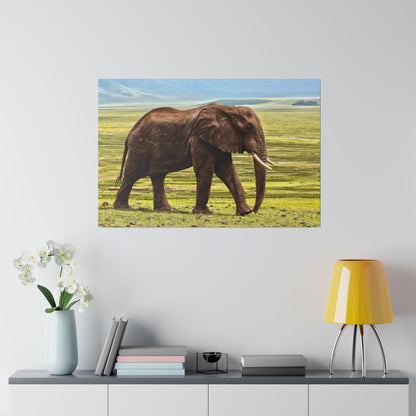 Brown African elephant with tusks walking on a grassy plain under a blue sky.