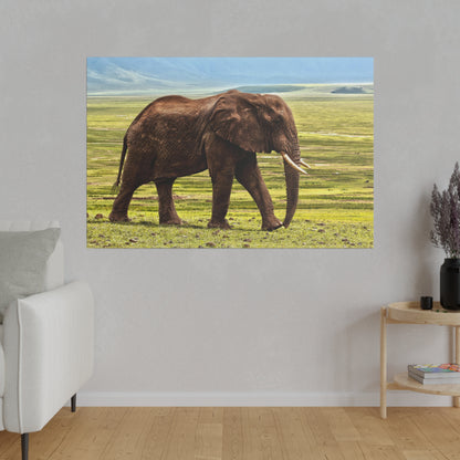Brown elephant with long tusks walking across a green grassland under a blue sky.