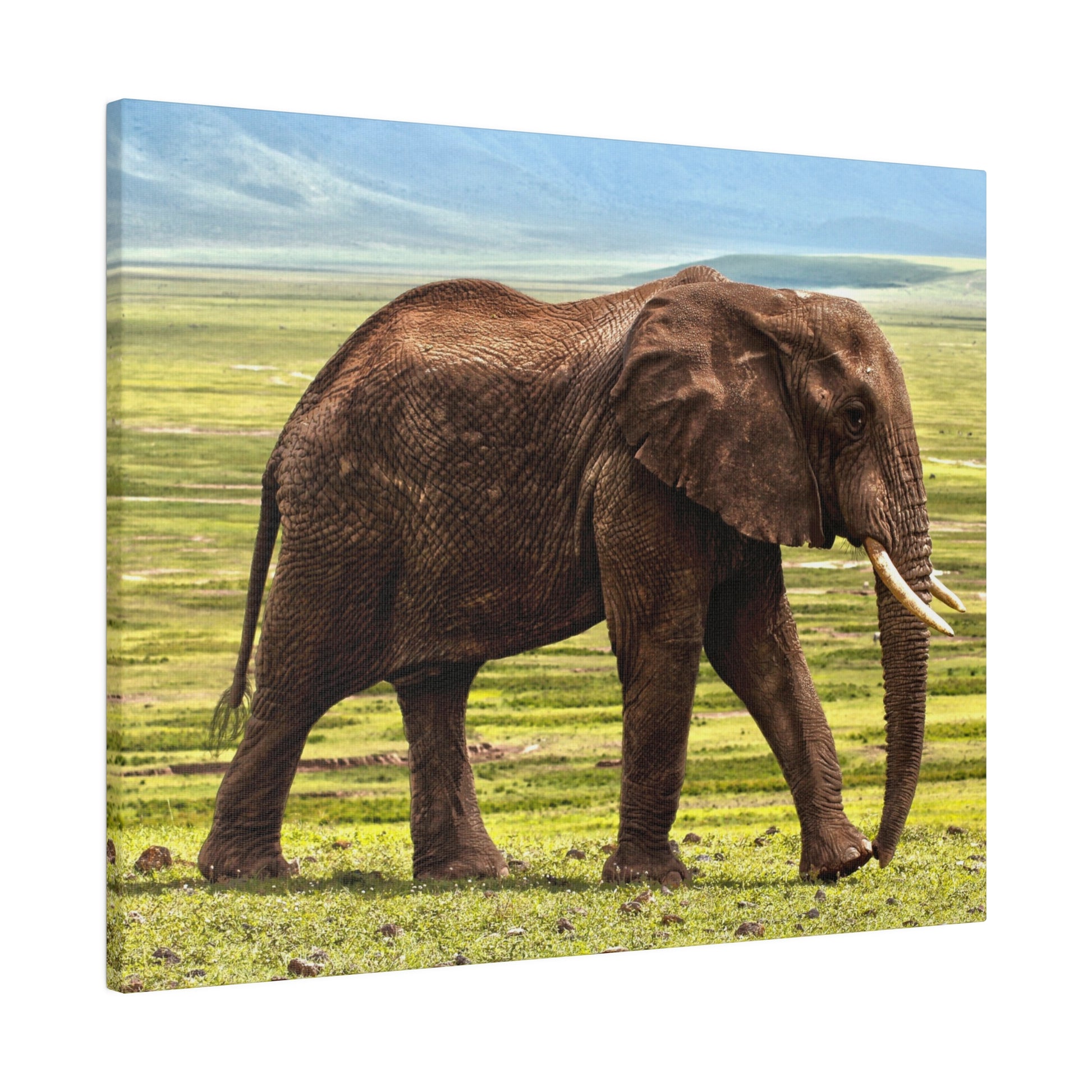 Adult African elephant with brown, wrinkled skin and long tusks walking across a grassy savanna.