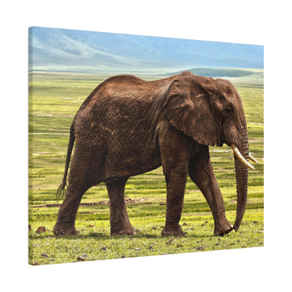 Adult African elephant with brown, wrinkled skin and long tusks walking across a grassy savanna.