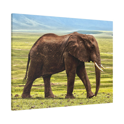Adult African elephant standing on grassy savannah with brown wrinkled skin and long ivory tusks.