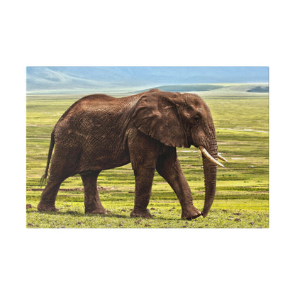 Adult African elephant with brown, wrinkled skin walking across a grassy savannah, tusks visible.