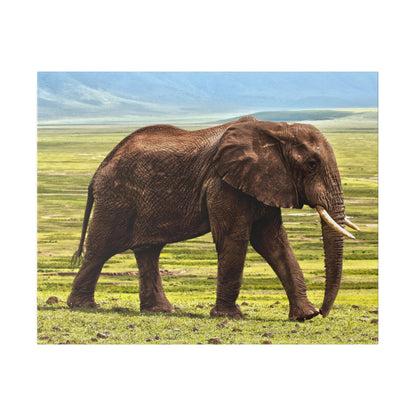 Adult African elephant with brown, wrinkled skin, long tusks and large ears, standing on a grassy plain.