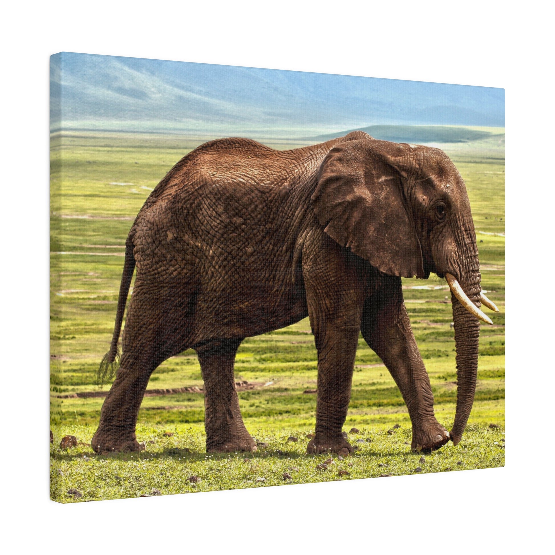 Adult African elephant with large ears and tusks walking on a grassy savanna under a blue sky.